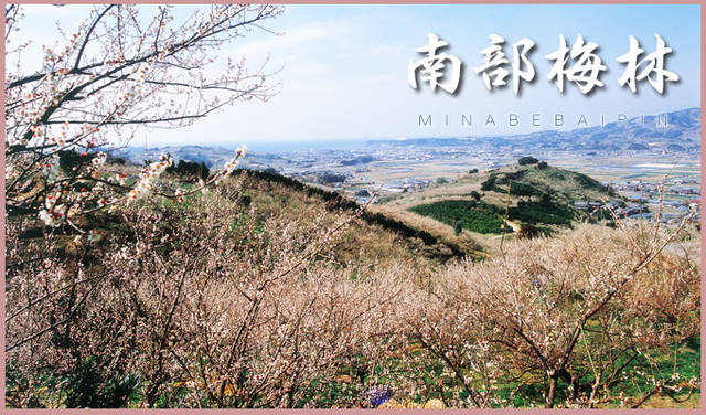 みなべ観光協会 (127)