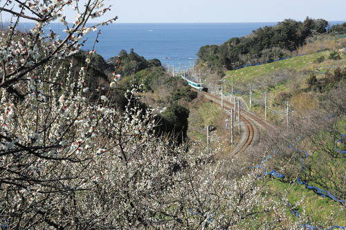 和歌山県みなべ町うめ課 (129)