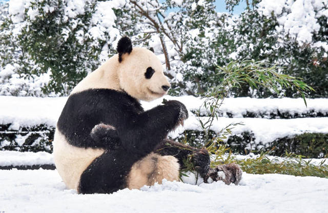 アドベンチャーワールド (487)