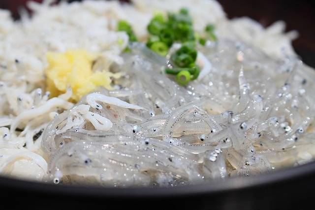 Free photo: Shirasu, Whitebait, Tagonoura - Free Image on Pixabay - 1404989 (368)