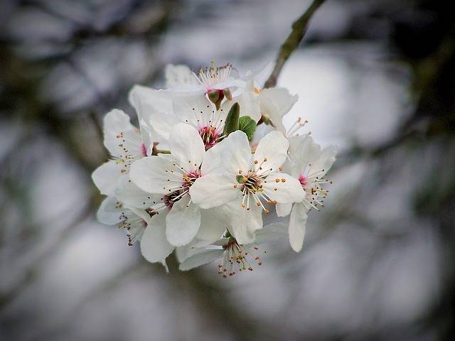 Free photo: Cherry, Cherry Blossom, Flowering - Free Image on Pixabay - 1216721 (599)